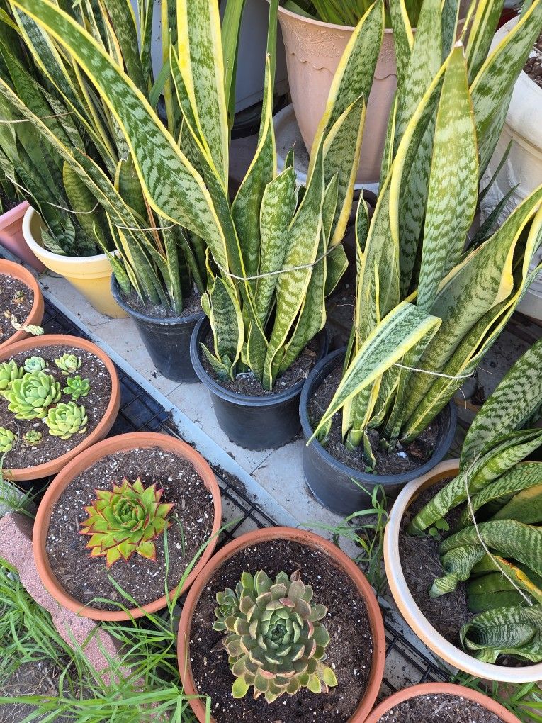 Snake Plants 