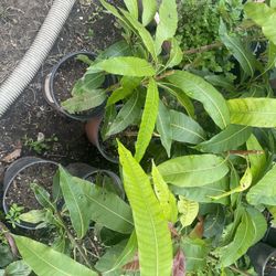 Mexican Mangos