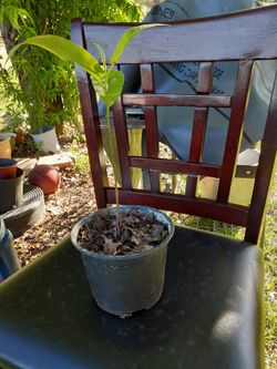 Small Pecan Trees