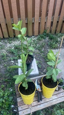 Pink guava trees $20 each