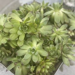 Succulents