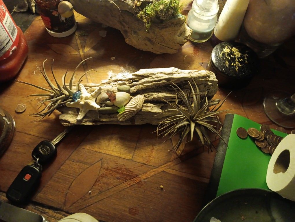 Driftwood Air Plant Home Decor