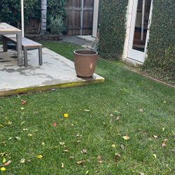 $20 Big Pots. Plants Included. 