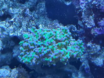 Life coral