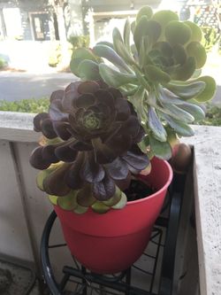 Big succulents