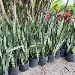 Air Purifying Snake Plants $5-10