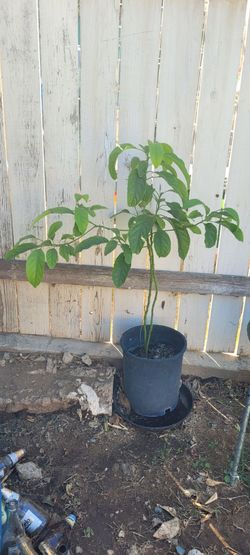 Planta de aguacate