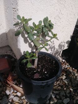 planta de jade