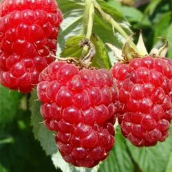 Rasberry  5 plants- organic, no GMO , 60 y old