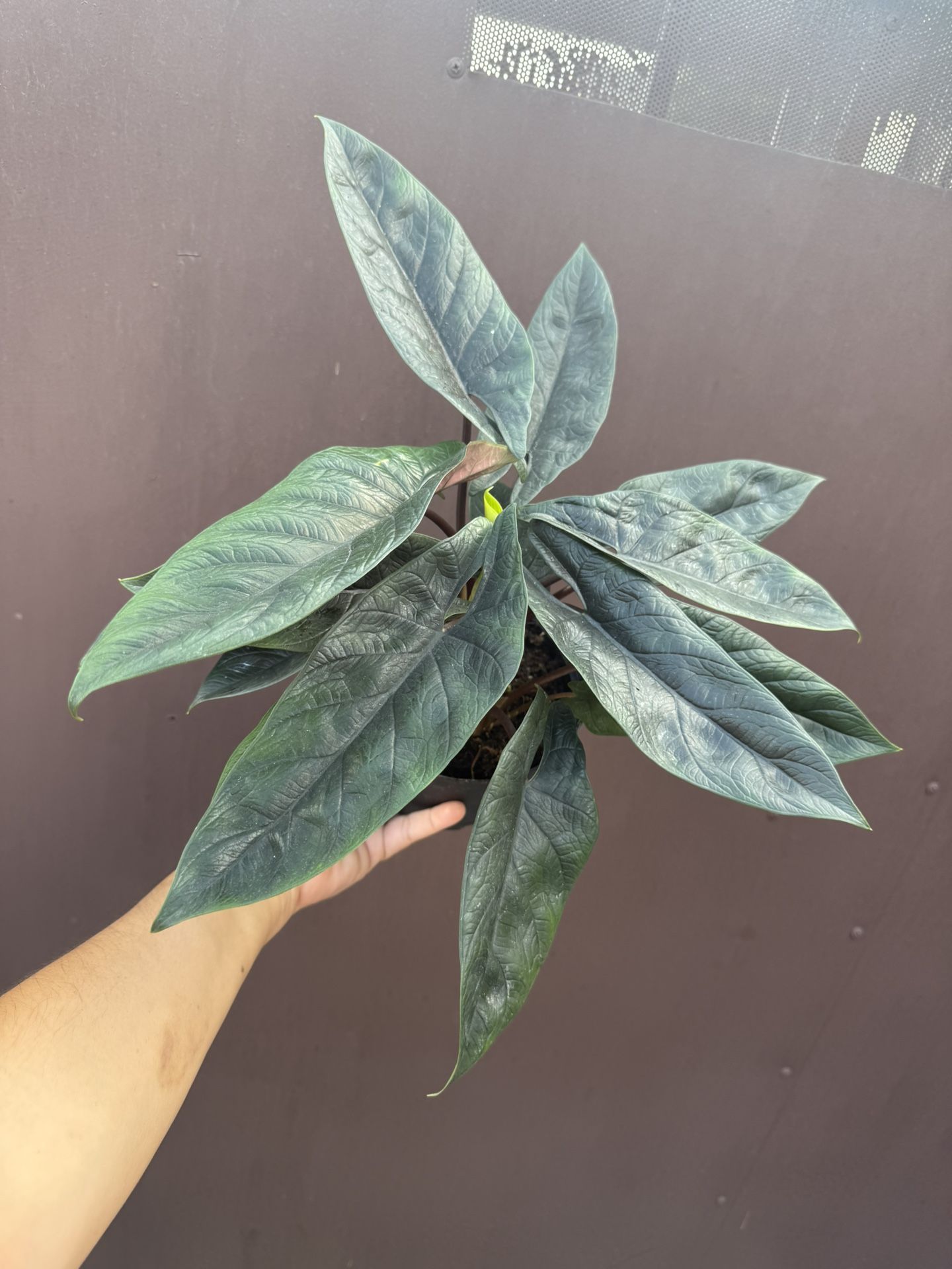6” Alocasia Scalprum W/ Multiple Plants