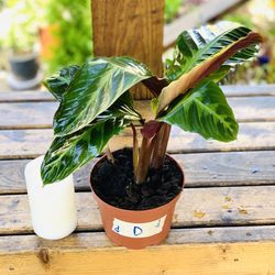 Live indoor Calathea Warcewiczii plant in a plastic nursery planter pot—firm price
