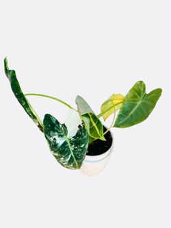 Two Stems Alocasia Frydek Variegated - 4inch
