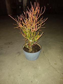 Plant