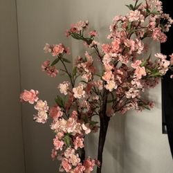 Cherry blossom 🌸 