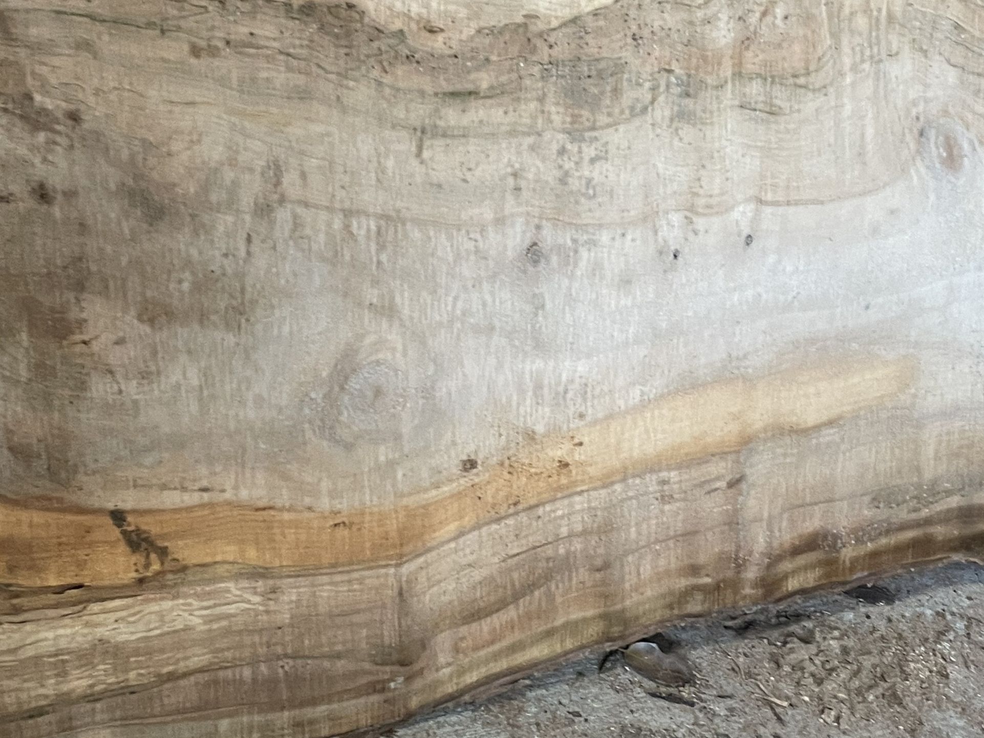 Huge Silver Maple Live Edge Slabs!