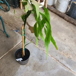 Queen Of The Night Forest  Orchid 