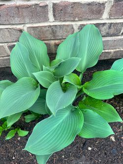 Hostas