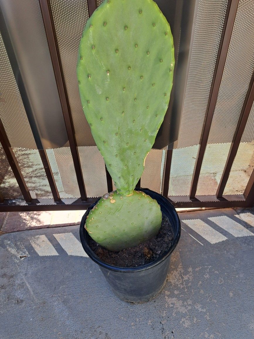 Nopal