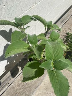 Cuban Oregano