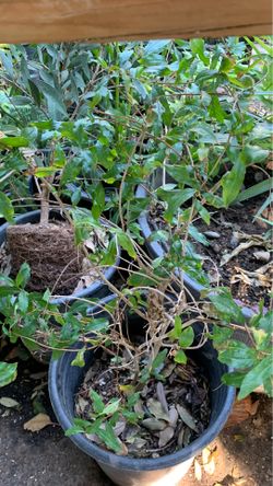 Pomegranate plant in 5 gallon pot