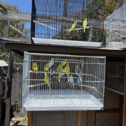 Birds Cages 