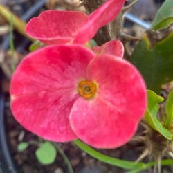 Corona De Cristo.  Red Blossoms 
