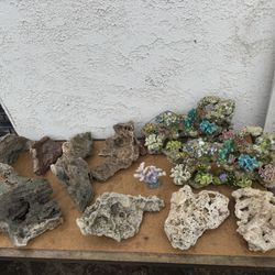 Fish Tank Decorations