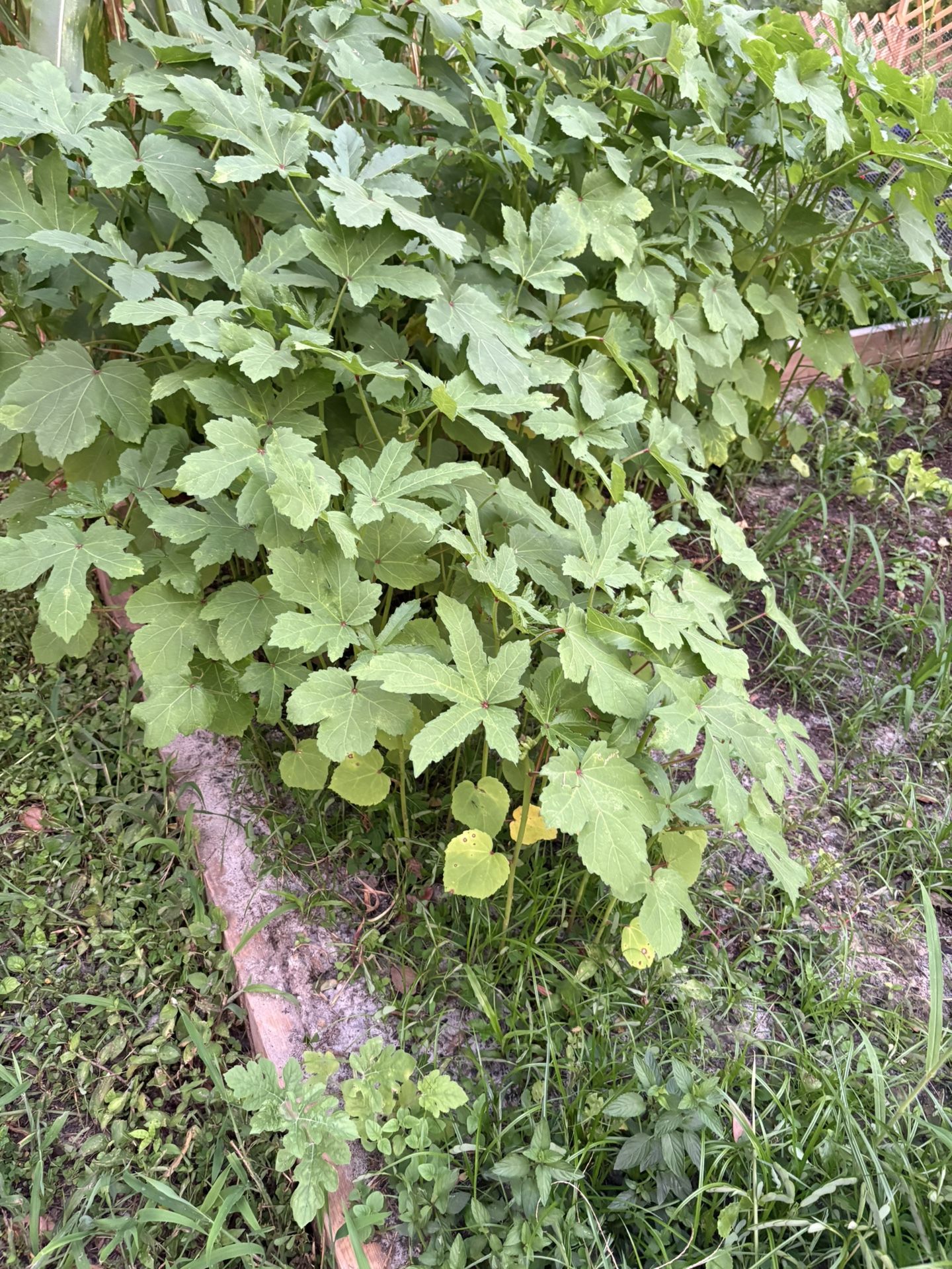 Baby Okra Plants