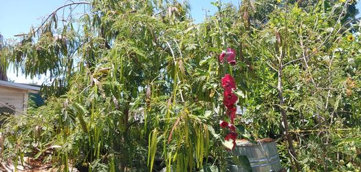 Trees HUAJES. MEXICAN. =BANANAS.BIG.and SMALL