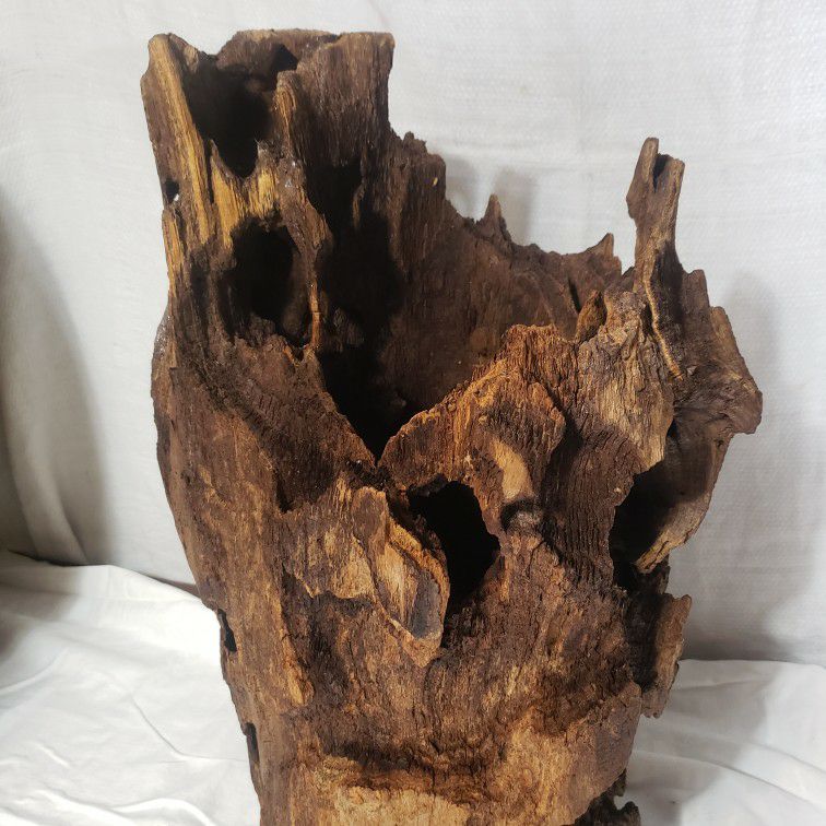Preserved Wood Decor Boho Nature