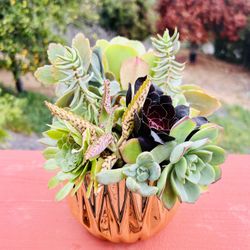 Succulent arrangement