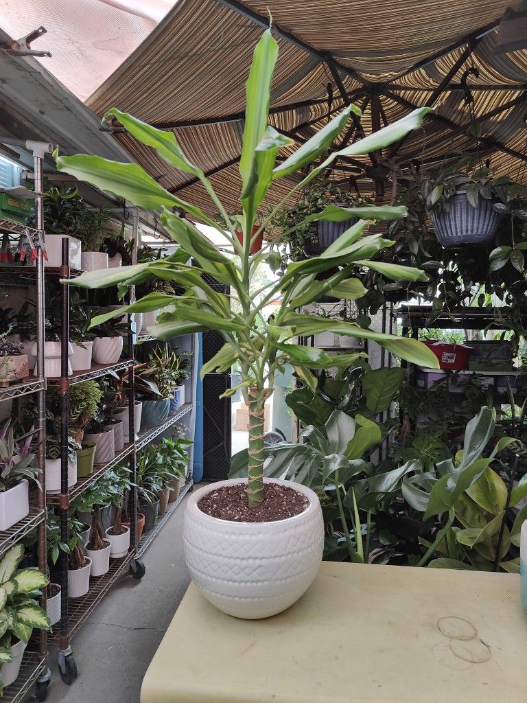 Dracaena Cane Plant
