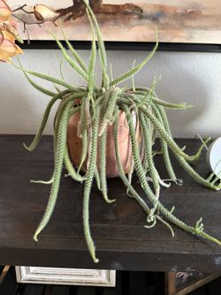 WorldMarket Planter & Plant