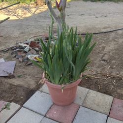 PURPLE IRIS PLANT