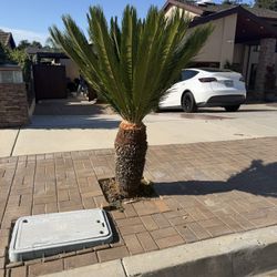 Sago palm (Cycas revoluta)
