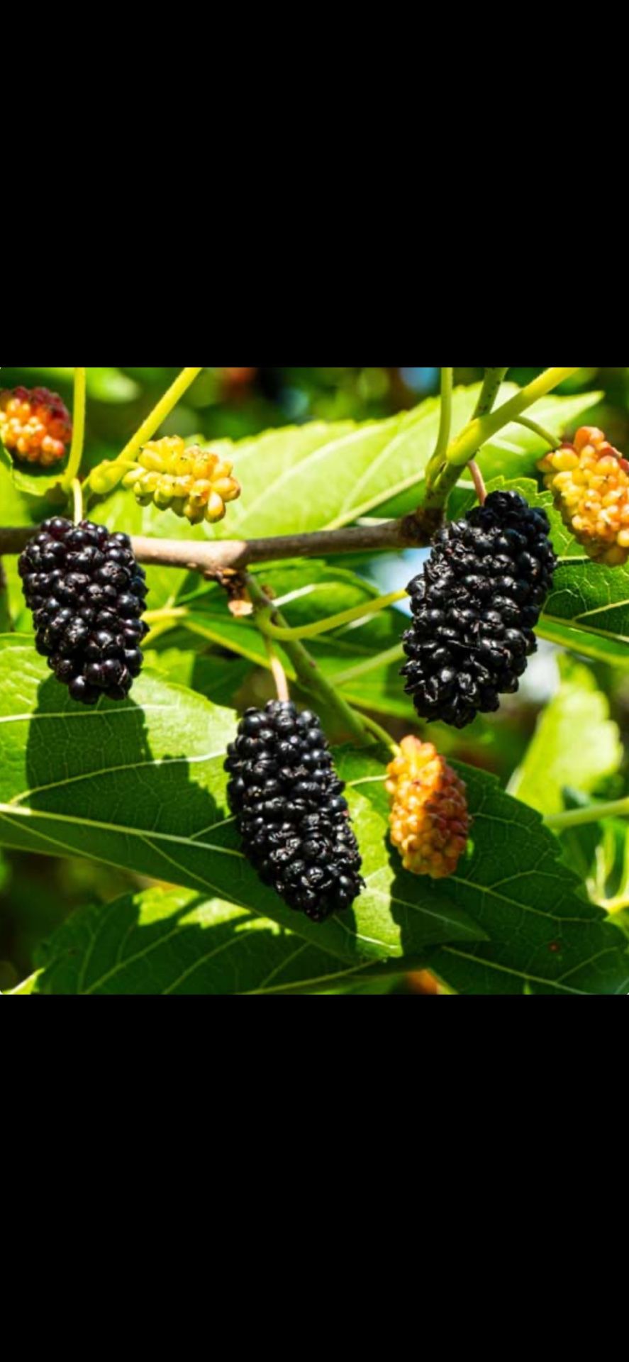 Female Fruiting Mulberry Tree