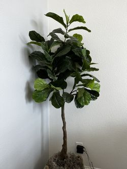 Fiddle Tree 