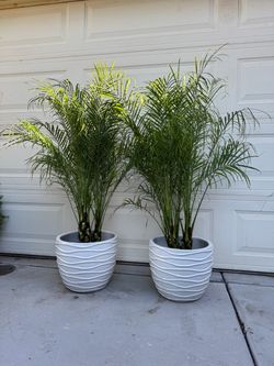 12” white ceramic pots with palms