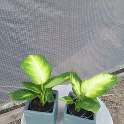 Dumbcane Plant 4" Pot $5 Each