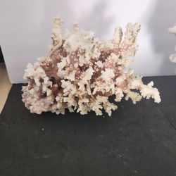 Natural  Brownstem Coral