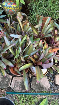Bromeliad Plant. $2