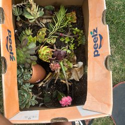 Take Your Pick Of Plant With Pot An Without