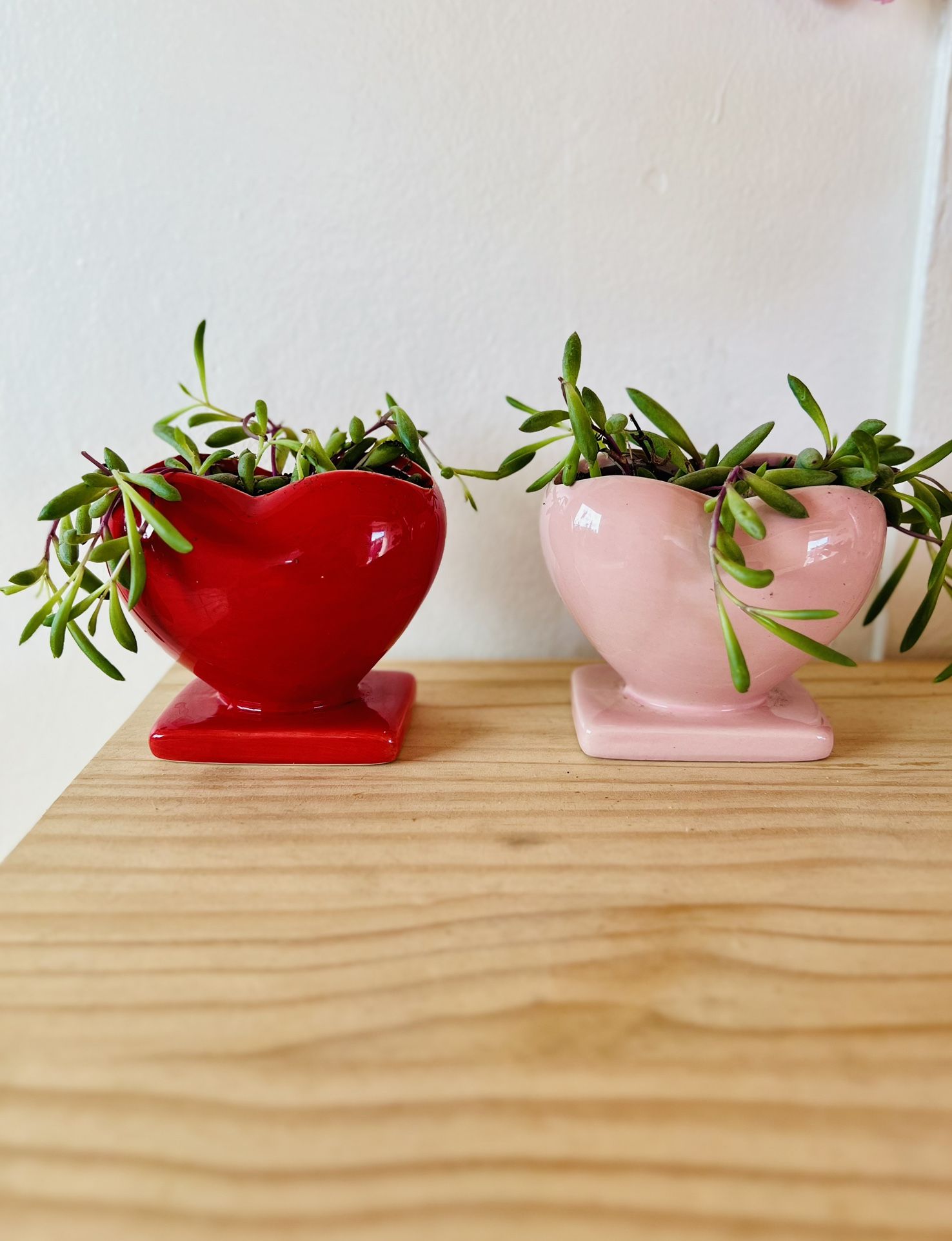 Brand New Pink And Red Vase With Trailing Succulent