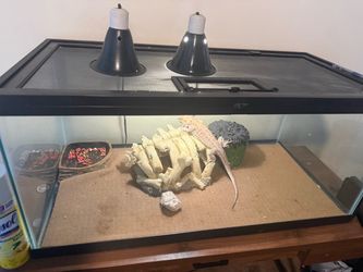40 gal tank  lizard   Not included
