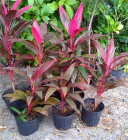 Ti Plants