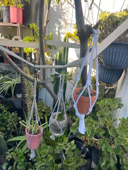Hanging Plants set 15 Dlrs