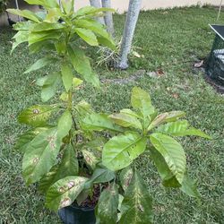 Avocado Tree