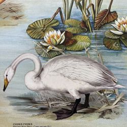 Vtg Printed in Italy Sealed Ducks & Geese Poster 1989 Nuova Arti Grafiche Ricordi  SEALED ORIGINAL OFFSET LITHOGRAPHIC POSTER Year printed:1989 Printe