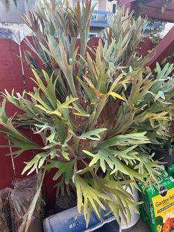 Giant Mature Stag Horn Plant