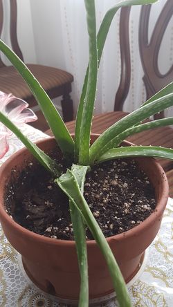 Aloe vera